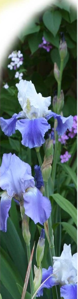 Other iris